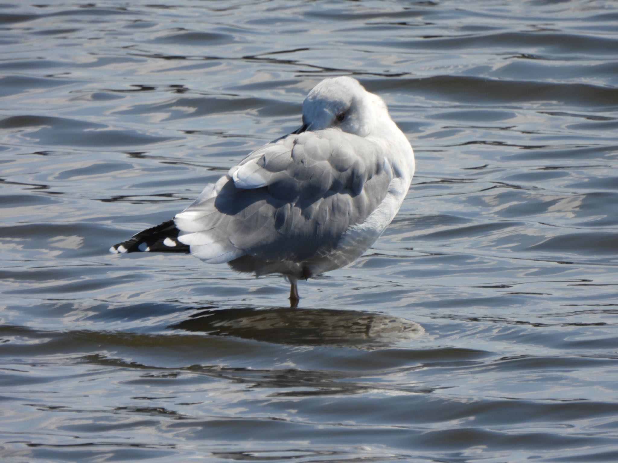 Photo of Vega Gull at 多々良沼 by K