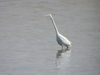 Great Egret 多々良沼 Sun, 2/18/2024