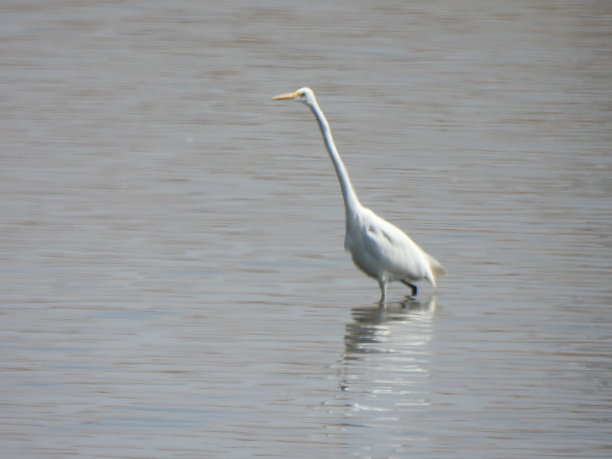 Great Egret