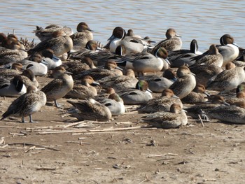 Northern Pintail 多々良沼 Sun, 2/18/2024