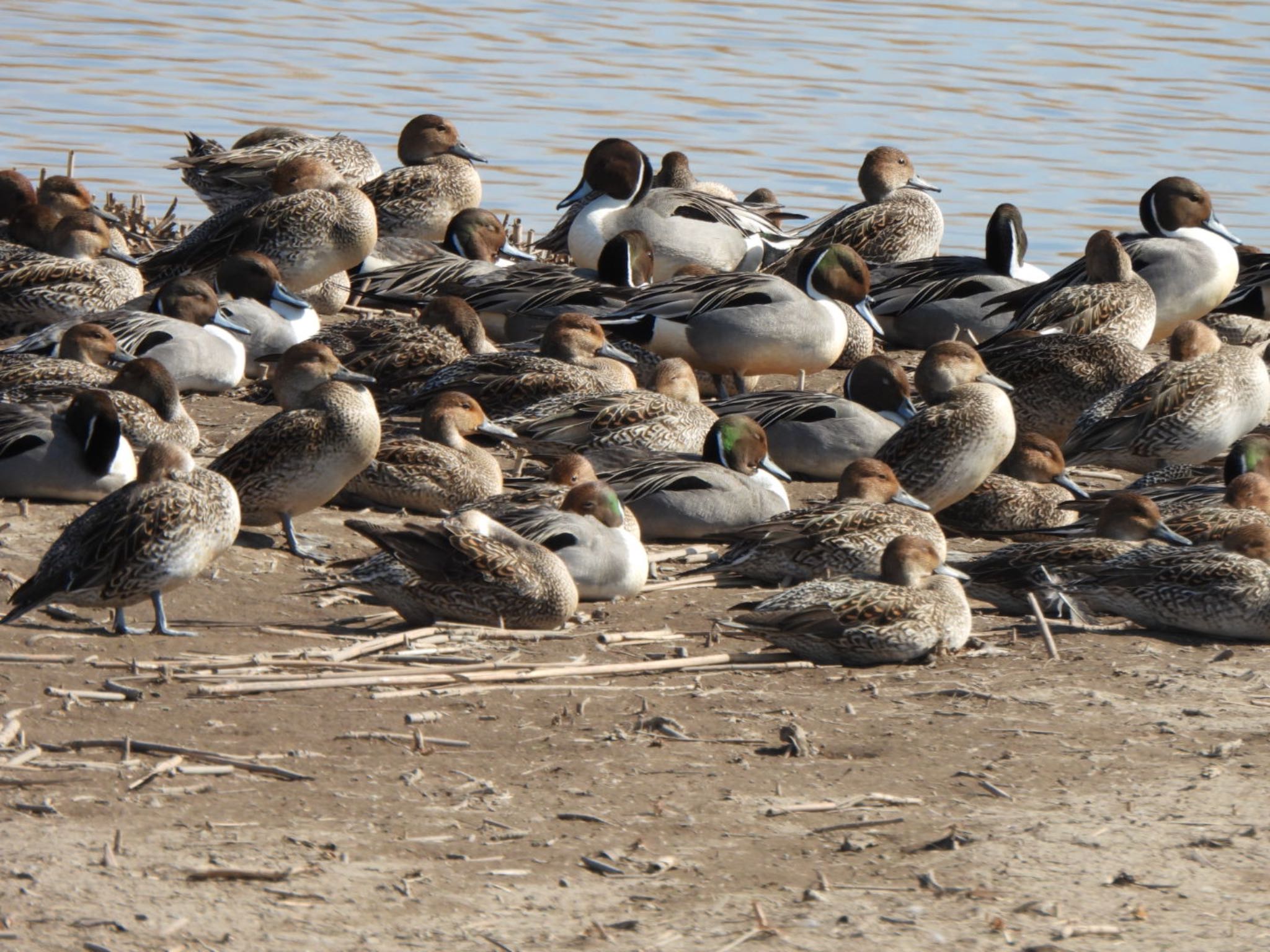 Northern Pintail