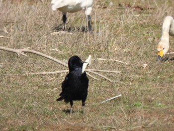 Carrion Crow 多々良沼 Sun, 2/18/2024