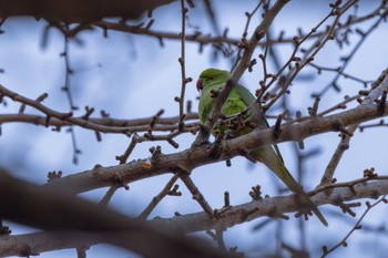 ワカケホンセイインコ 新宿御苑 2024年2月11日(日)