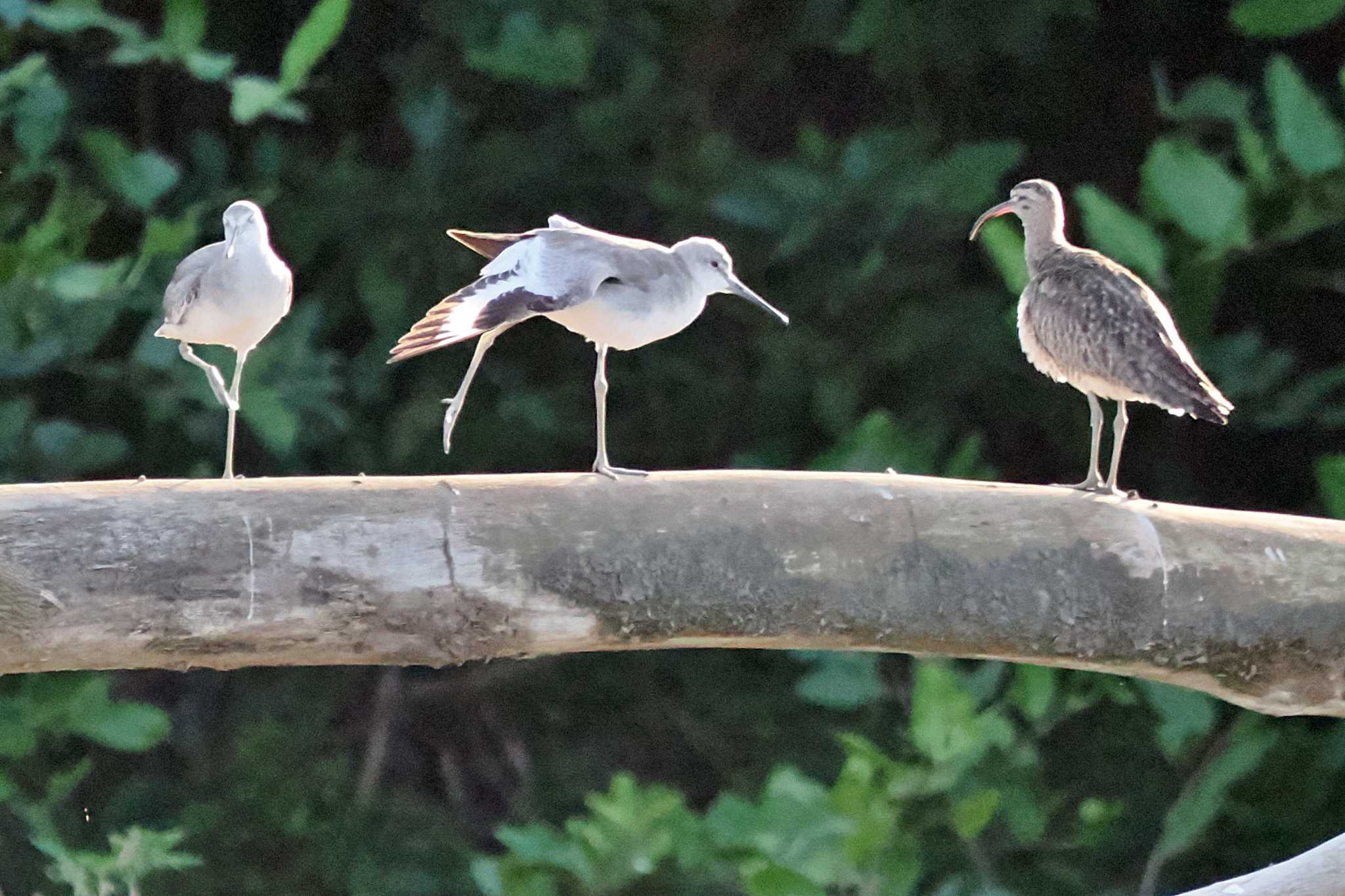 Photo of Willet at Puntarenas Port by 藤原奏冥