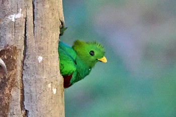 Resplendent Quetzal San Gerardo De Dota (Costa Rica) Tue, 2/13/2024