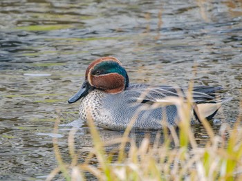 Eurasian Teal 長崎県 Tue, 2/13/2024