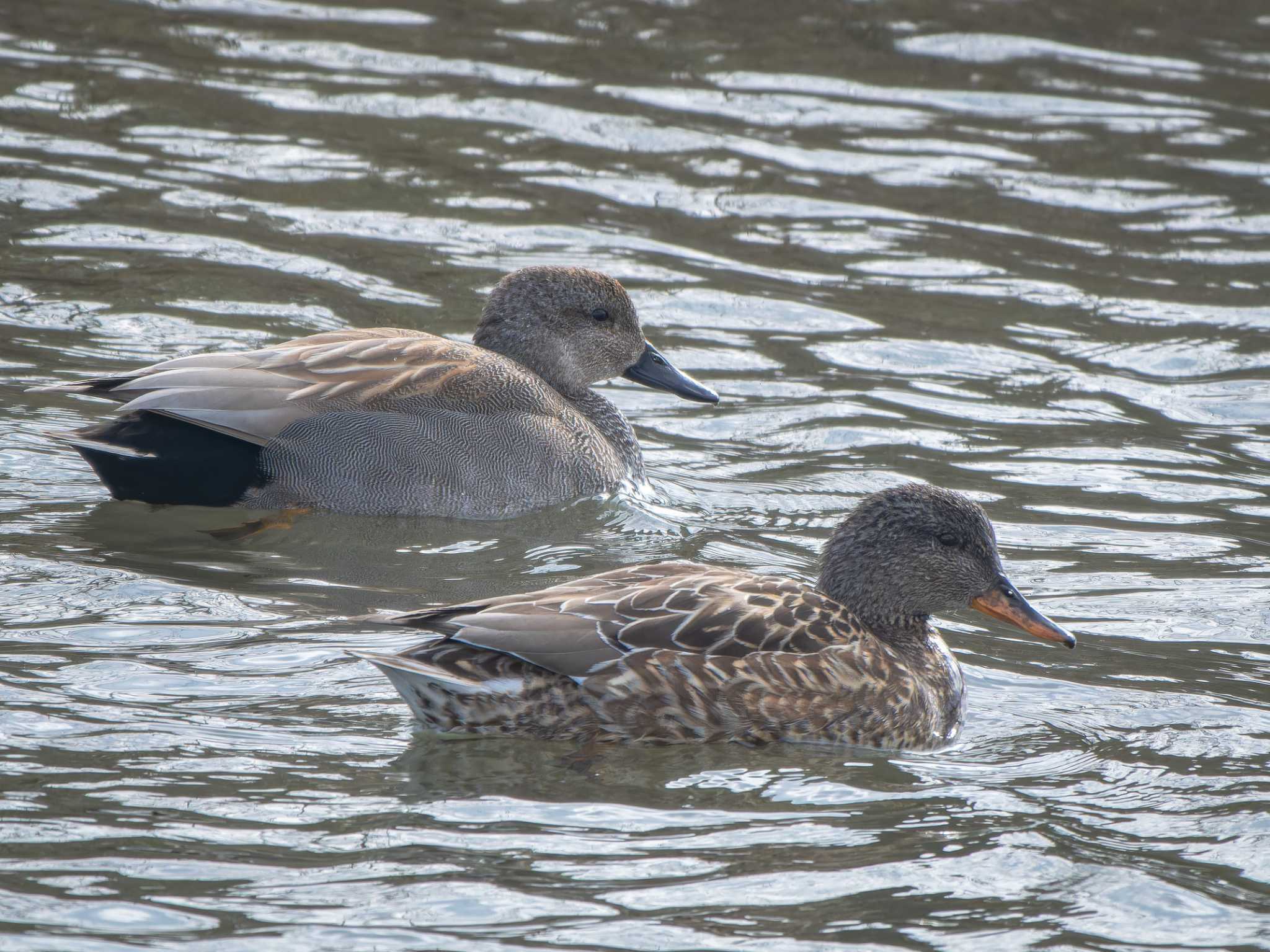Photo of Gadwall at 長崎県 by ここは長崎