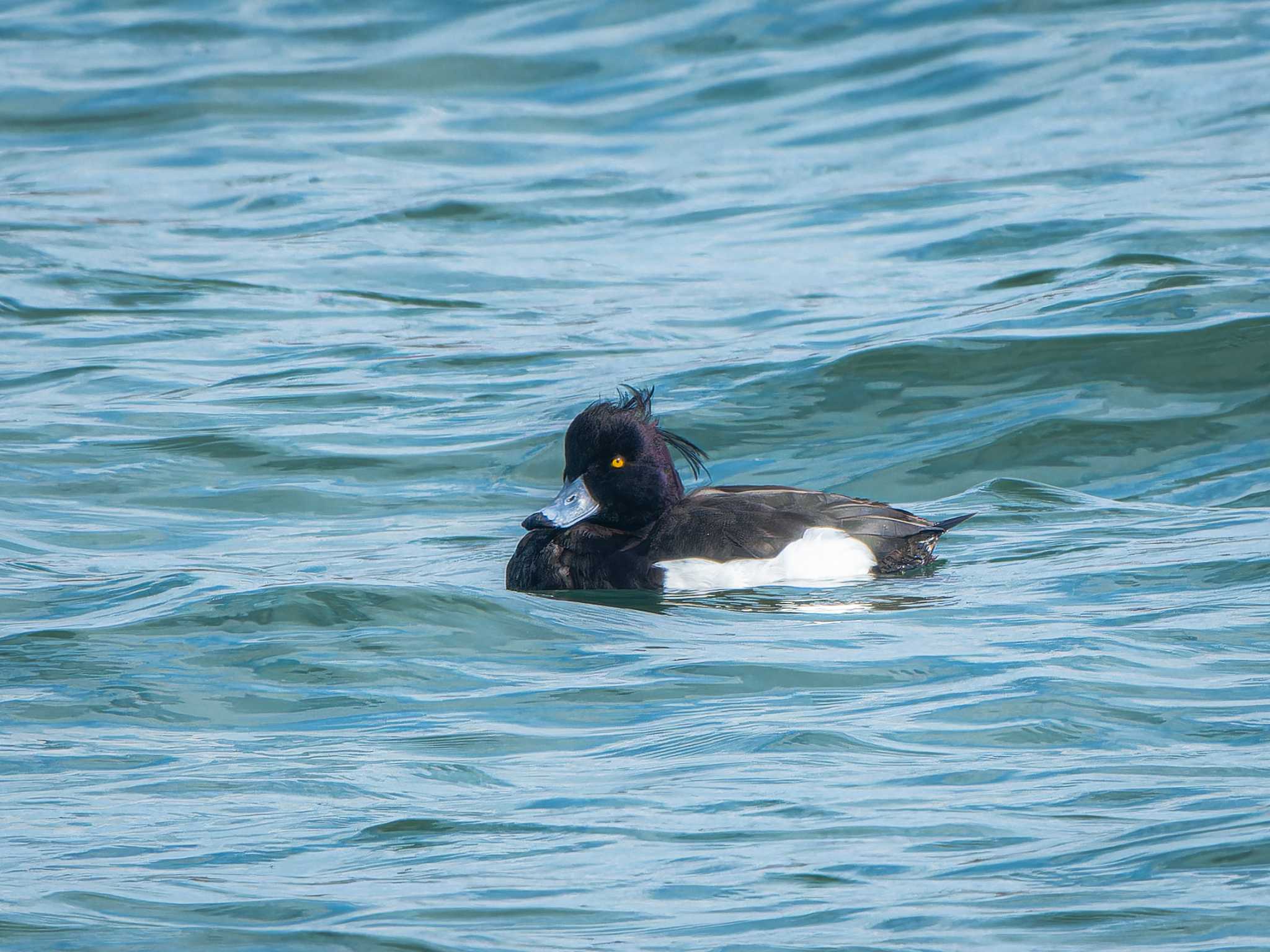 Photo of Tufted Duck at 長崎県 by ここは長崎