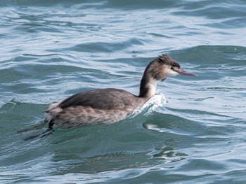 Great Crested Grebe 長崎県 Tue, 2/13/2024