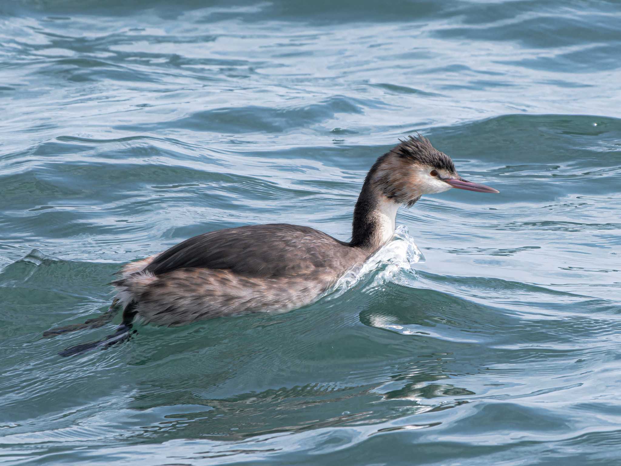 Photo of Great Crested Grebe at 長崎県 by ここは長崎