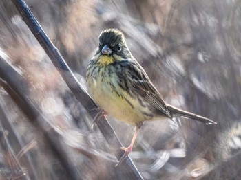 Masked Bunting 長崎県 Tue, 2/13/2024