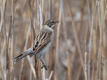 Common Reed Bunting 長崎県 Tue, 2/13/2024