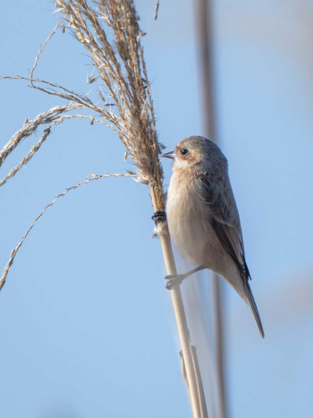 Chinese Penduline Tit 長崎県 Tue, 2/13/2024