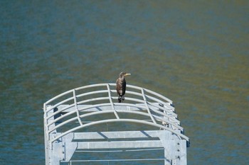 カワウ 早戸川林道 2018年11月24日(土)