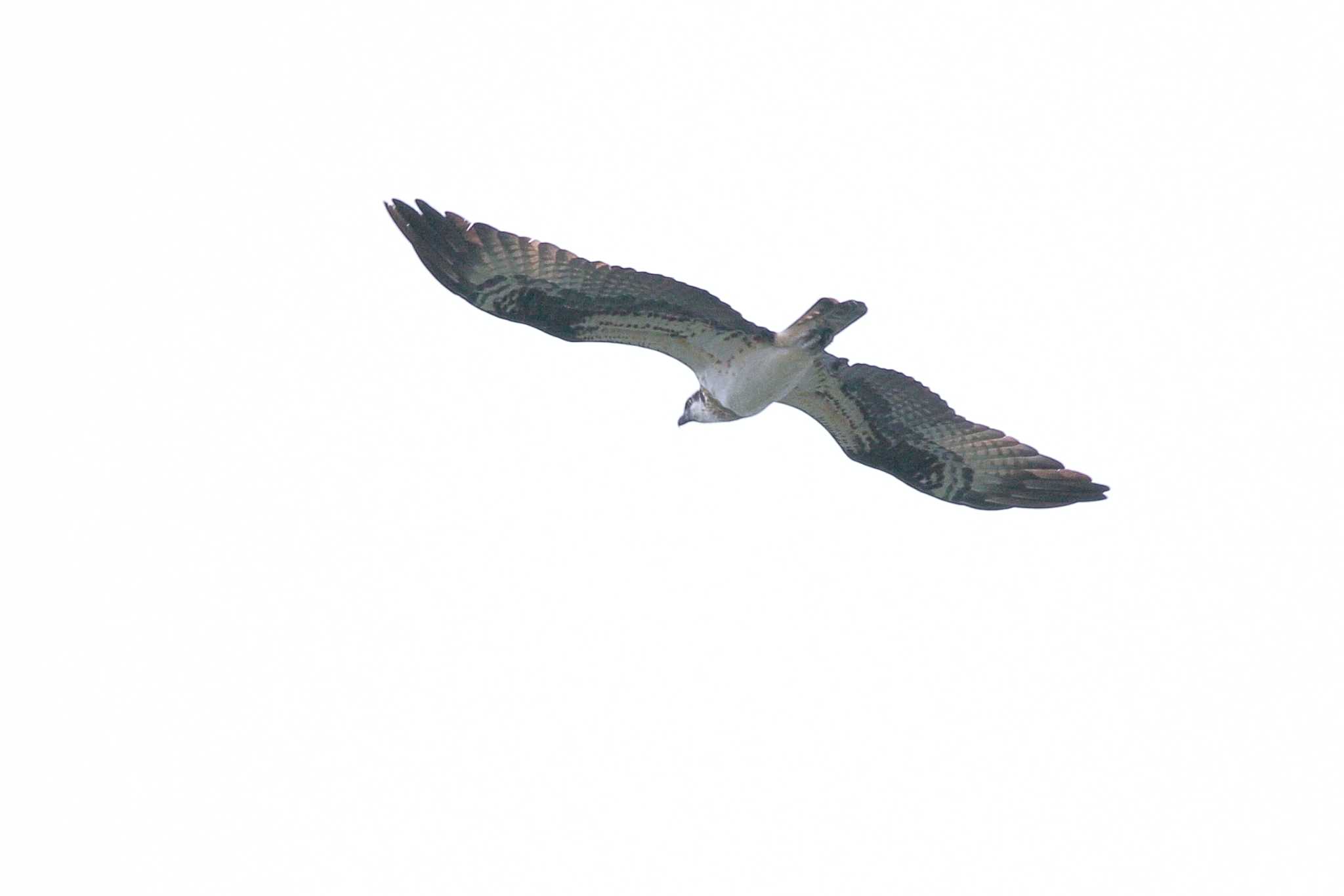 Photo of Osprey at 勅使池(豊明市) by Button-Down Freak