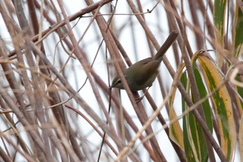 Japanese Bush Warbler 勅使池(豊明市) Sun, 2/18/2024