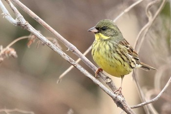 Masked Bunting 勅使池(豊明市) Sun, 2/18/2024