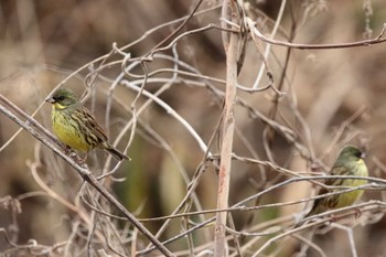 Masked Bunting 勅使池(豊明市) Sun, 2/18/2024