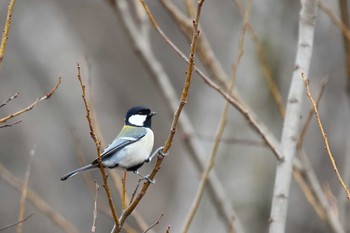 Japanese Tit 勅使池(豊明市) Sun, 2/18/2024