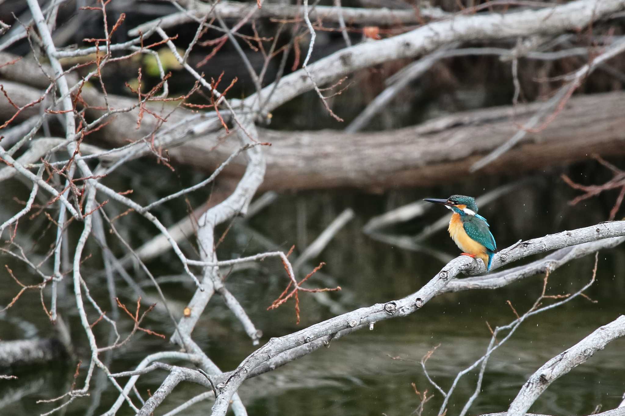 Photo of Common Kingfisher at 勅使池(豊明市) by Button-Down Freak