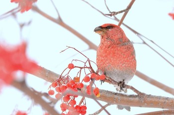 Pine Grosbeak 北海道 Unknown Date