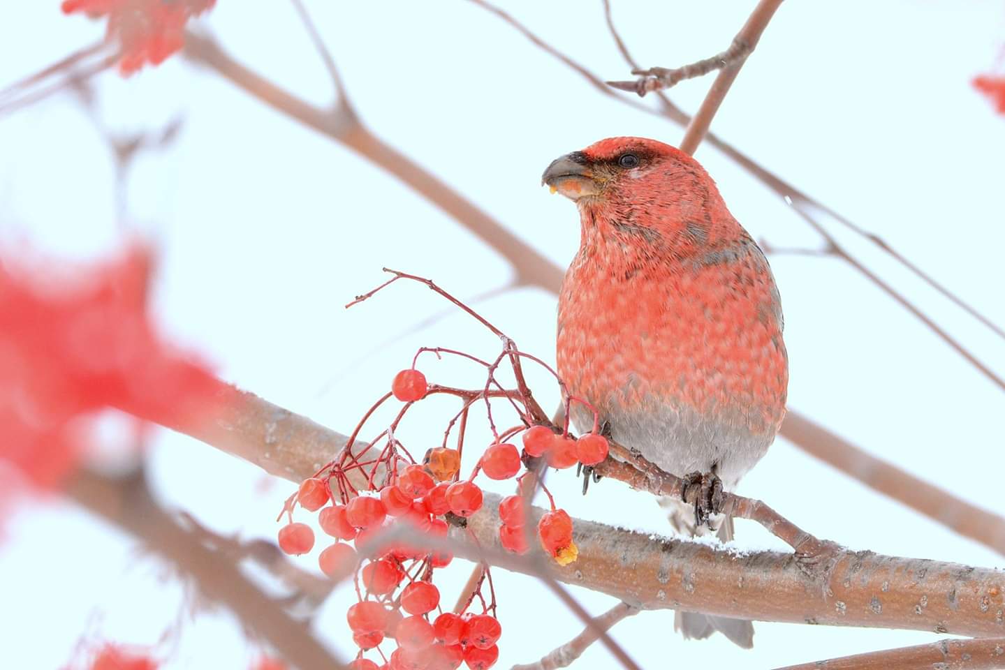 Pine Grosbeak