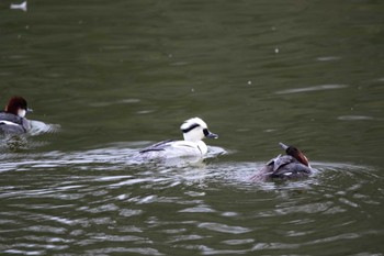 Smew 勅使池(豊明市) Sun, 2/18/2024