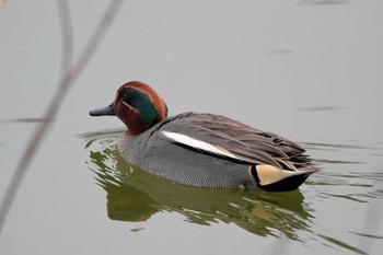 Eurasian Teal 勅使池(豊明市) Sun, 2/18/2024