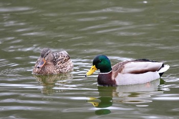 Mallard 勅使池(豊明市) Sun, 2/18/2024