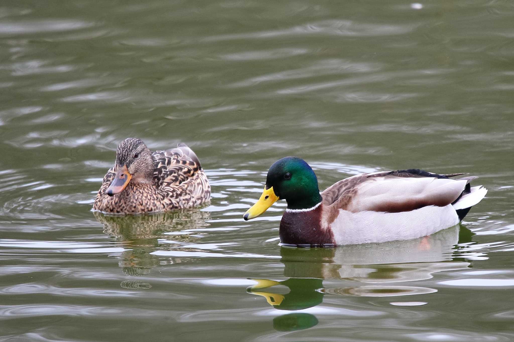 Photo of Mallard at 勅使池(豊明市) by Button-Down Freak