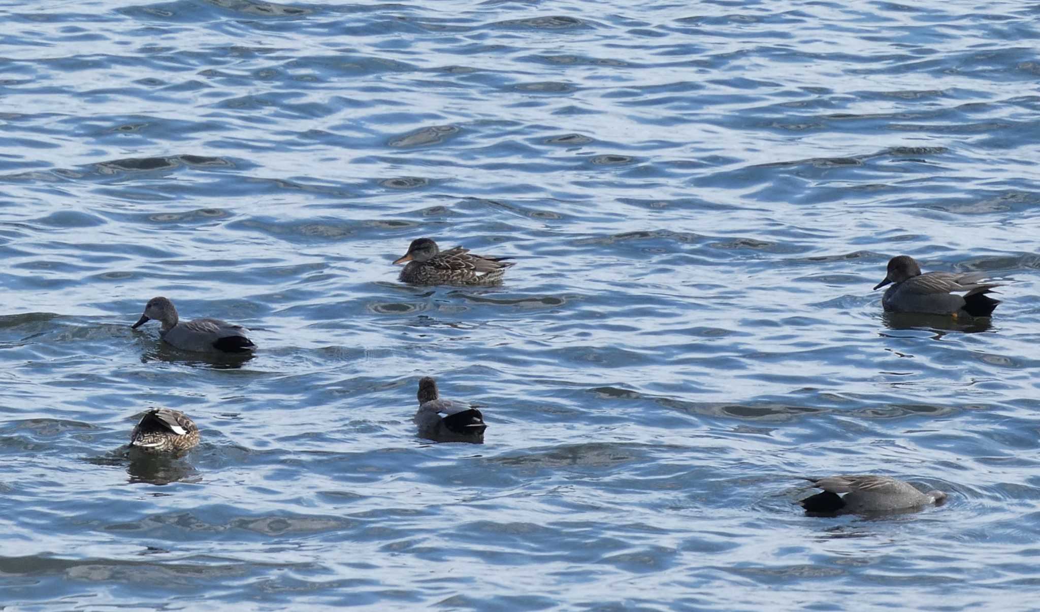 Eurasian Teal