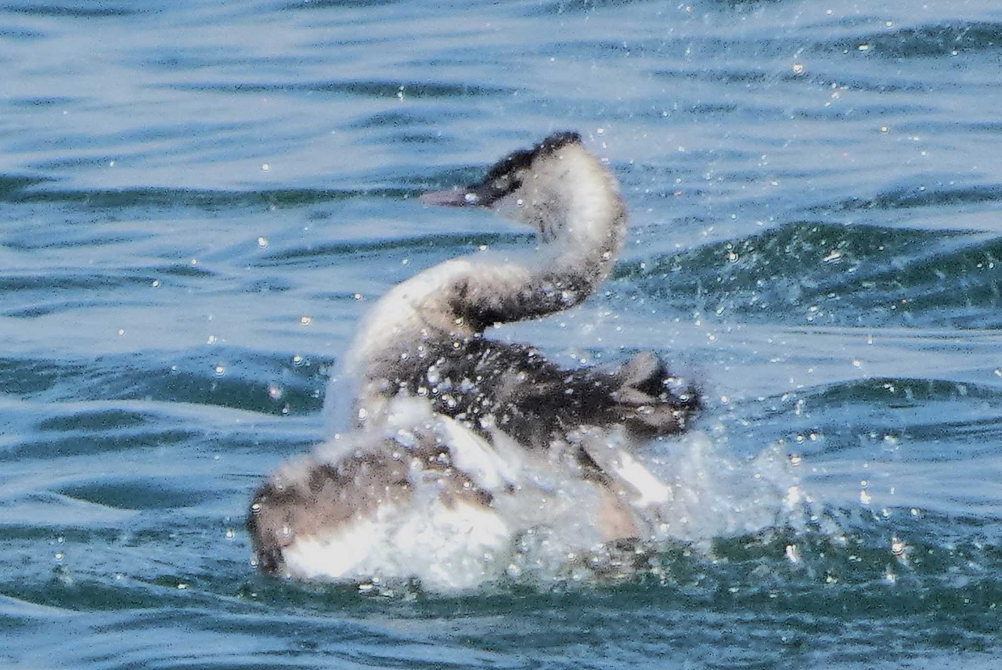 Photo of Great Crested Grebe at 富士川河口 by koshi