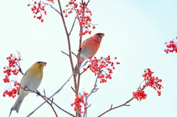 Pine Grosbeak 北海道 Unknown Date