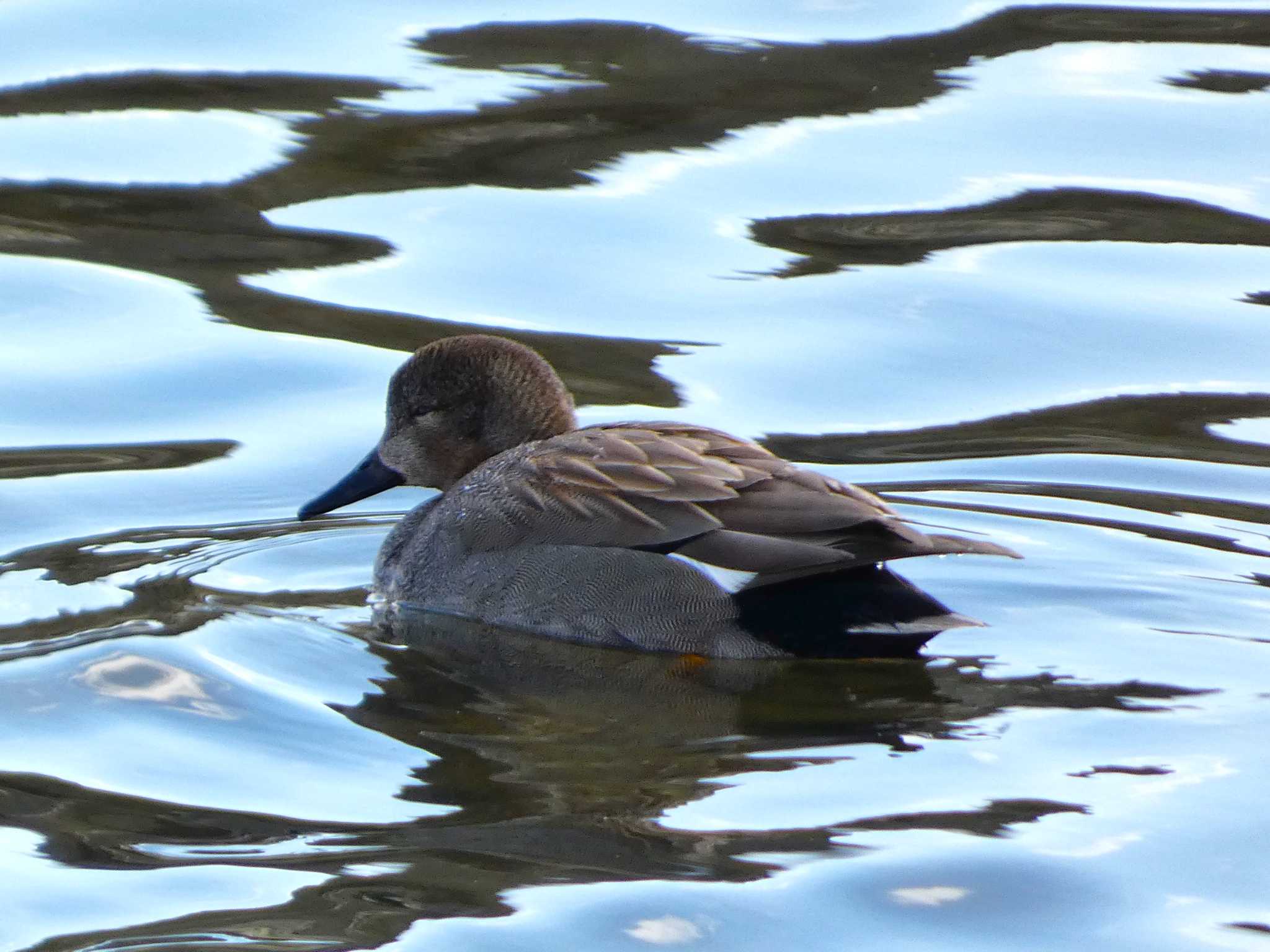 Photo of Gadwall at 富士川河口 by koshi