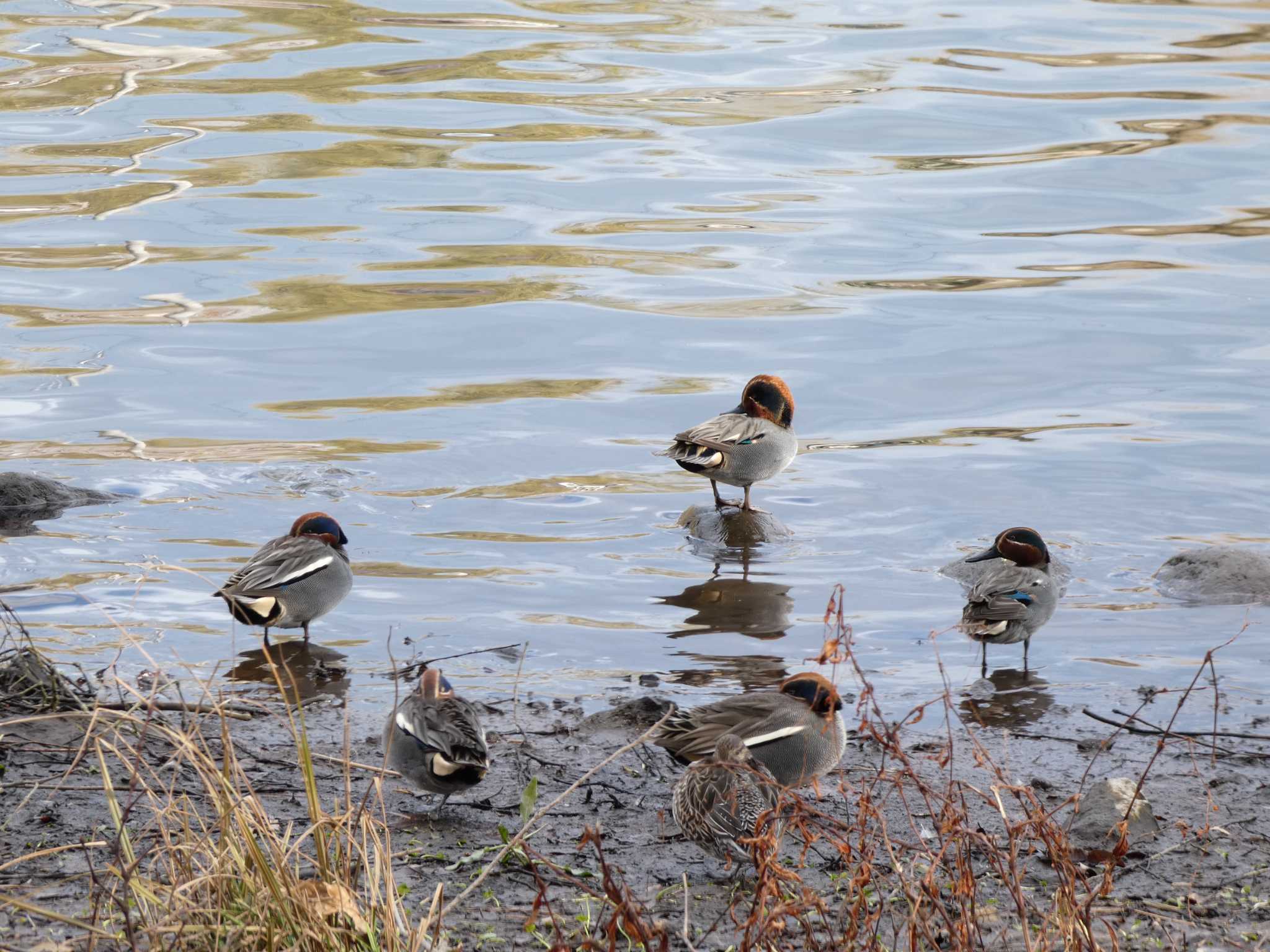 Photo of Eurasian Teal at 門池公園(沼津市) by koshi