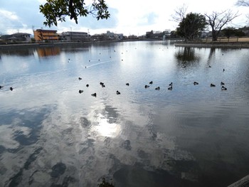 Tufted Duck 門池公園(沼津市) Sun, 2/11/2024