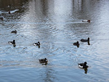 Tufted Duck 門池公園(沼津市) Sun, 2/11/2024