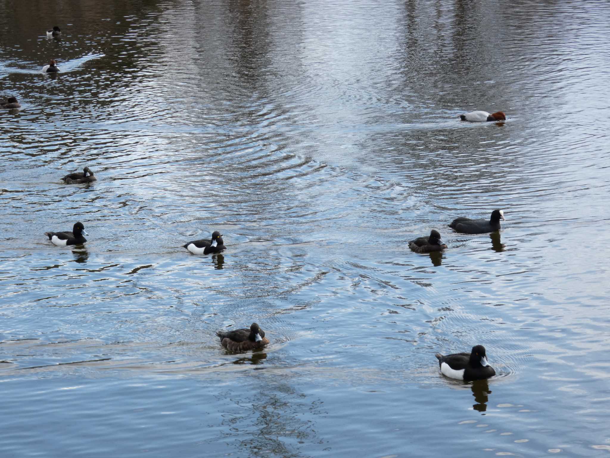 Photo of Tufted Duck at 門池公園(沼津市) by koshi