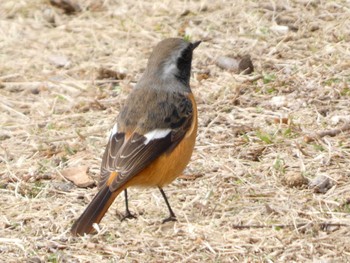 Daurian Redstart 門池公園(沼津市) Sun, 2/11/2024