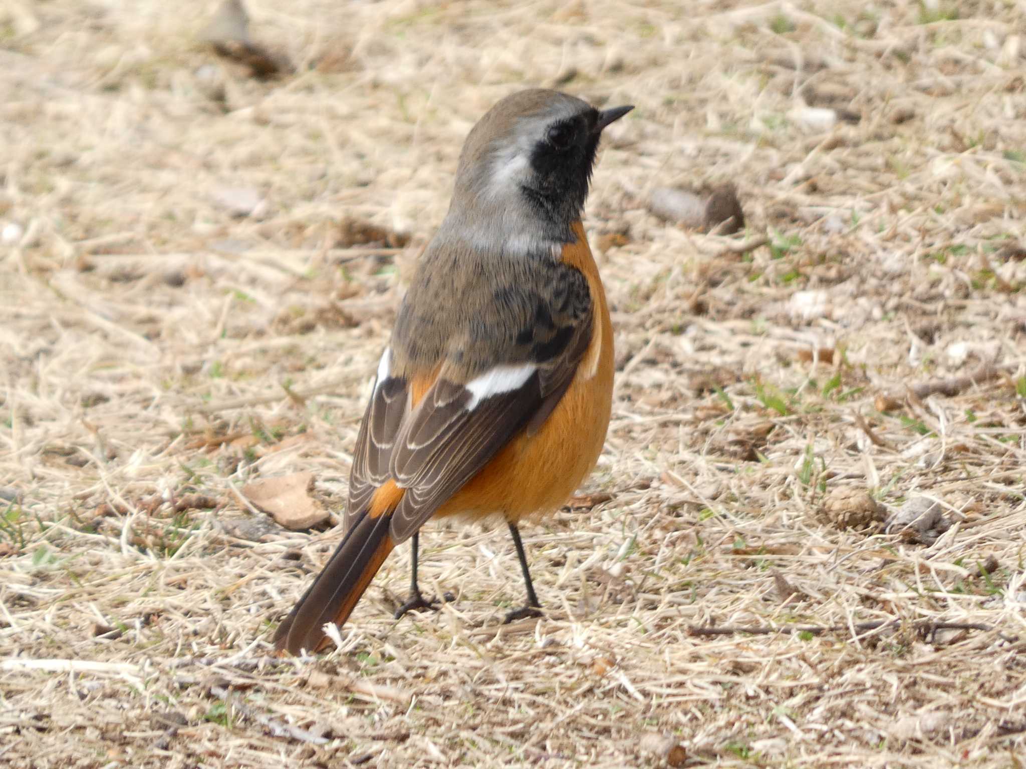 Daurian Redstart