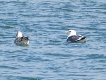 Vega Gull 富士川河口 Sun, 2/11/2024