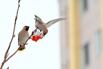 Bohemian Waxwing 北海道 Unknown Date