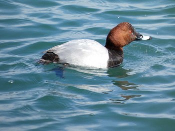 Sun, 2/11/2024 Birding report at 富士川河口