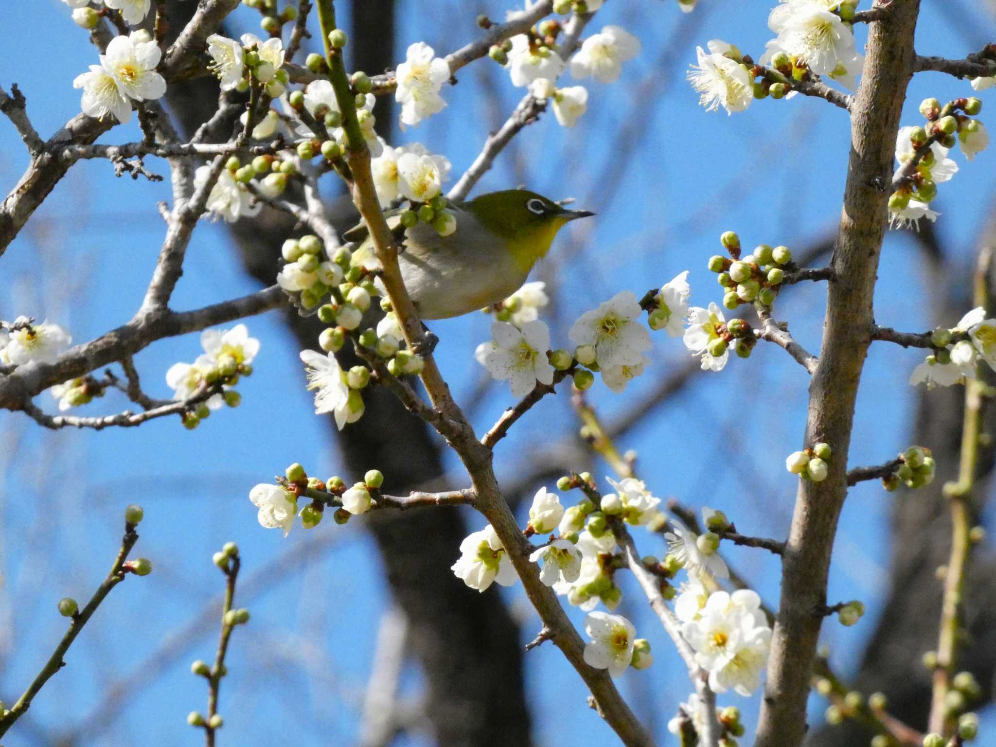 Photo of Warbling White-eye at 岩本山公園 by koshi