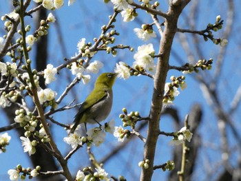 Warbling White-eye 岩本山公園 Sun, 2/11/2024