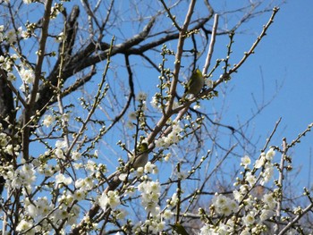 Warbling White-eye 岩本山公園 Sun, 2/11/2024