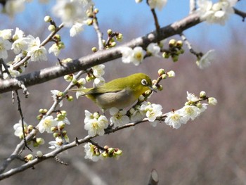 Warbling White-eye 岩本山公園 Sun, 2/11/2024