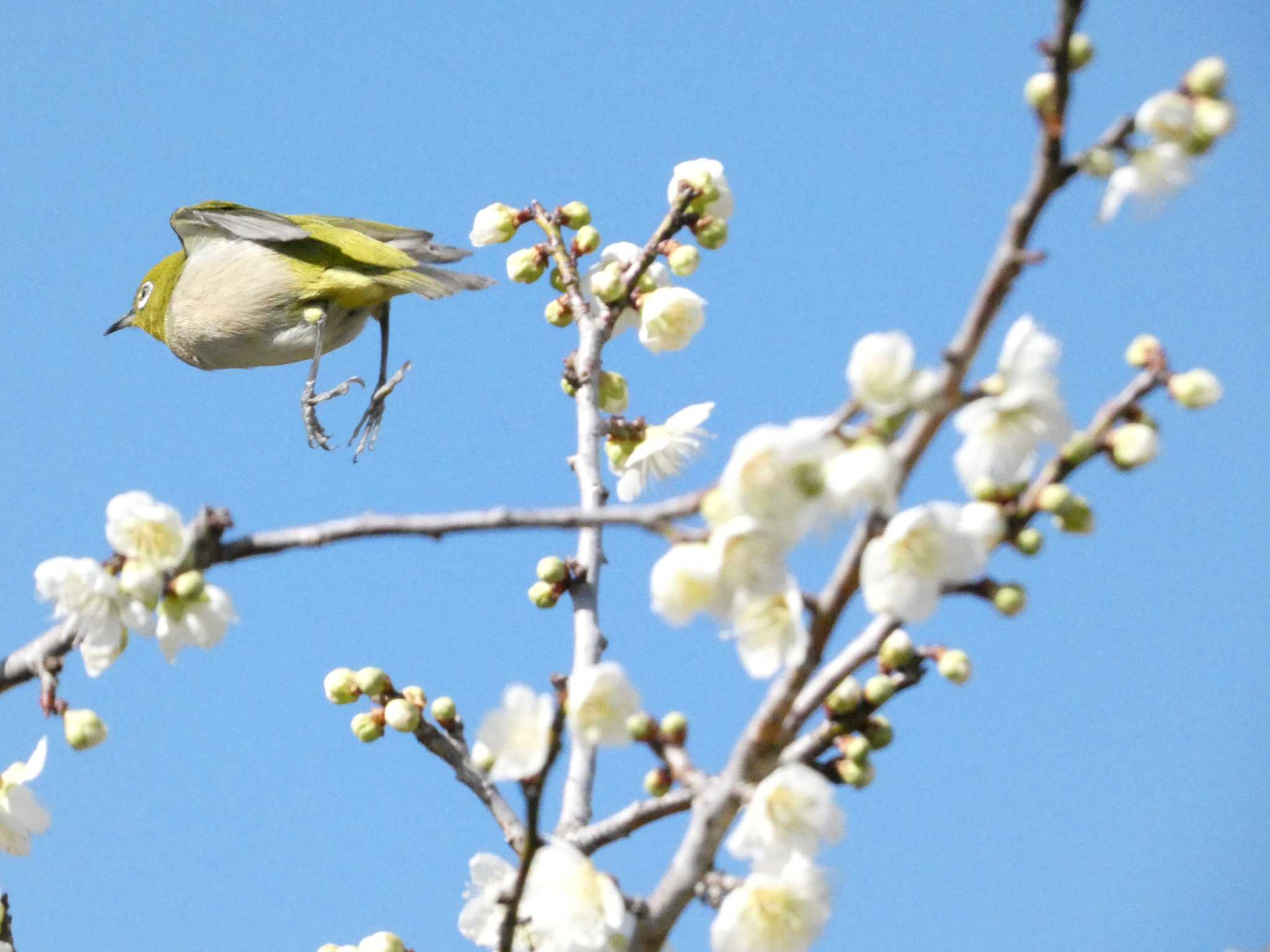 Warbling White-eye