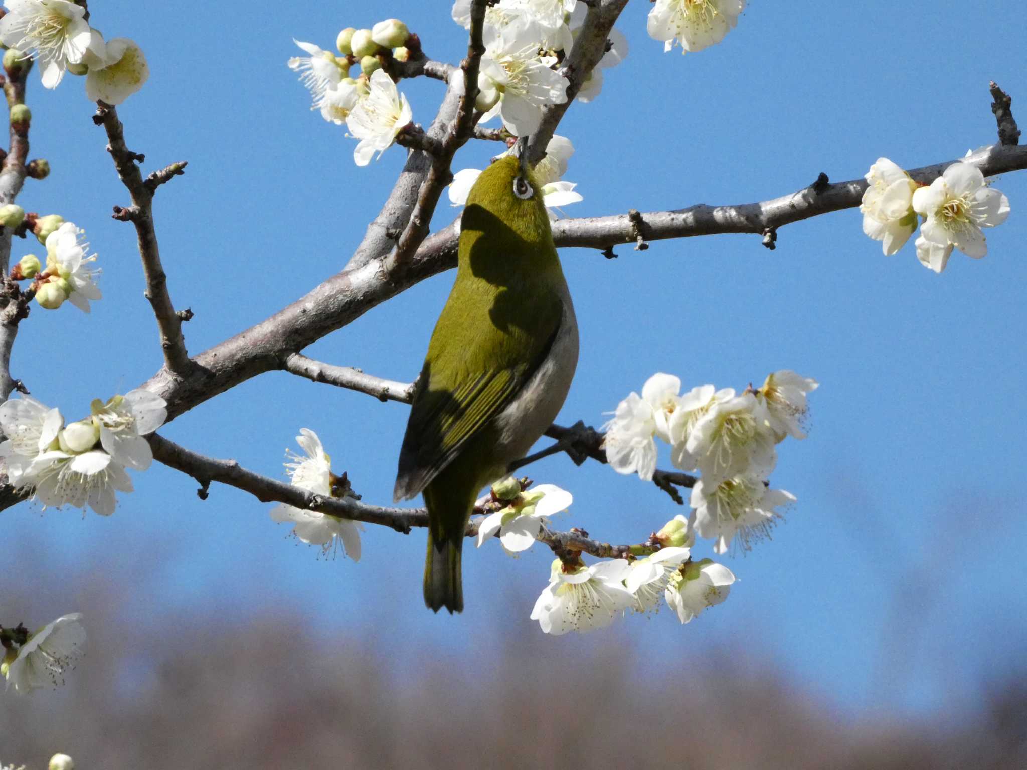 Photo of Warbling White-eye at 岩本山公園 by koshi