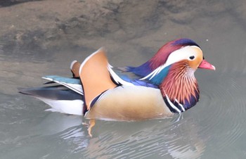 Mandarin Duck 近所の渓谷 Sun, 2/18/2024